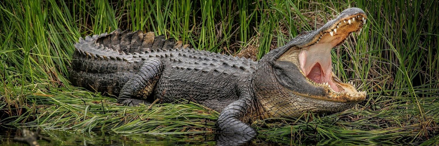 🐺El_Zapo🐺 banner