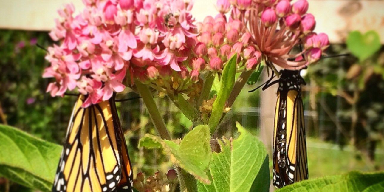 milkweedbuzz's profile banner image