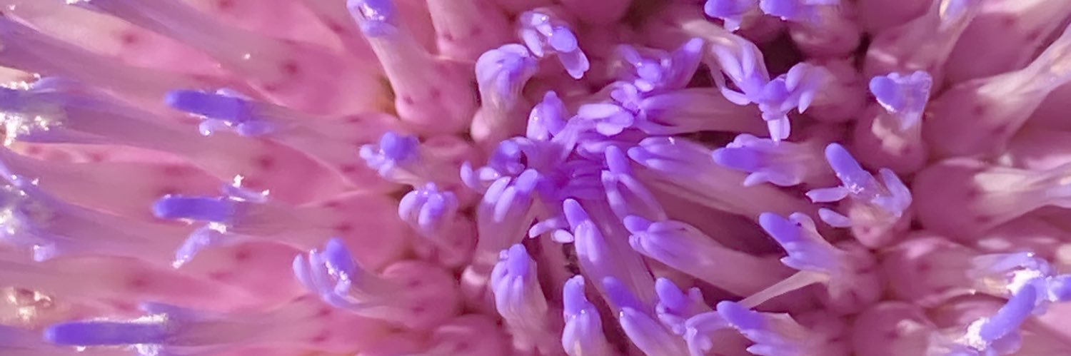 rosepaleblue's profile banner image