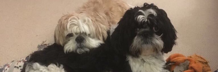 Flash the Shih Tzu banner