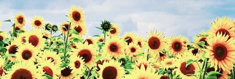 clarepurcell79's profile banner image