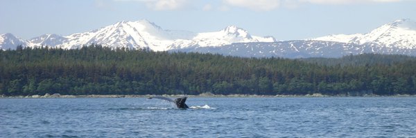 Amberd68 Profile Banner