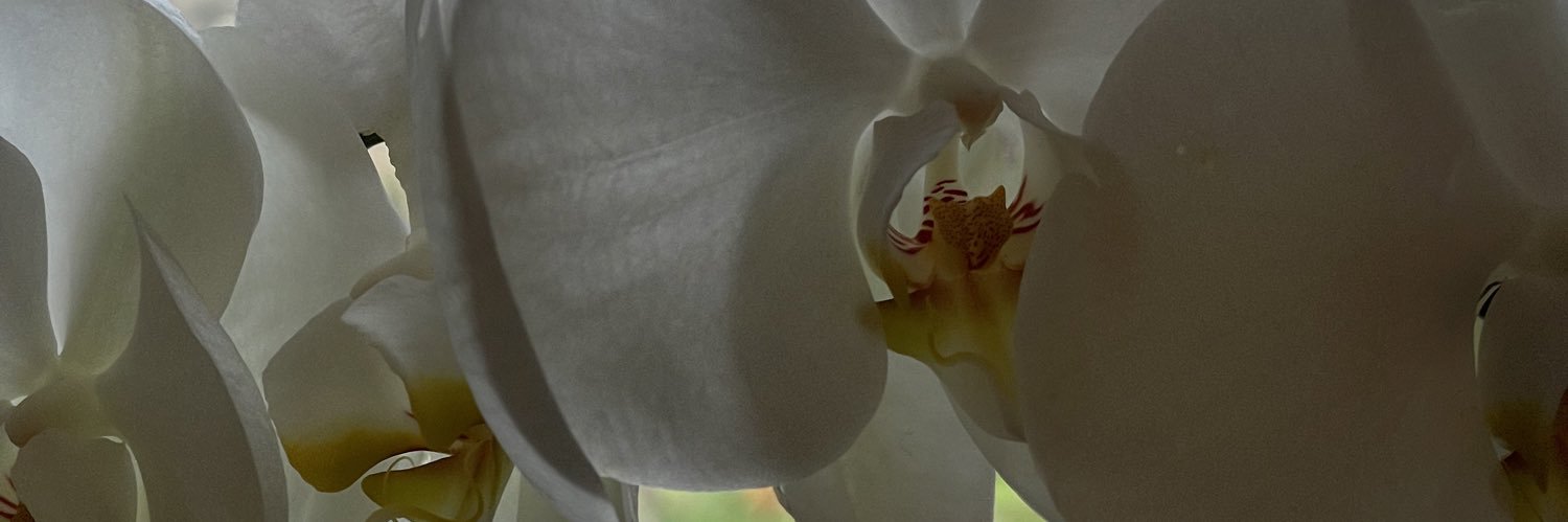 mariab11's profile banner image