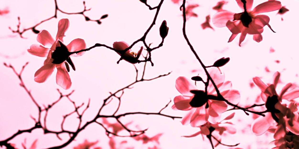 smiljks's profile banner image