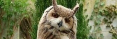 Cris Catupiry banner