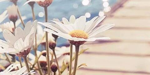 zahi_andre's profile banner image