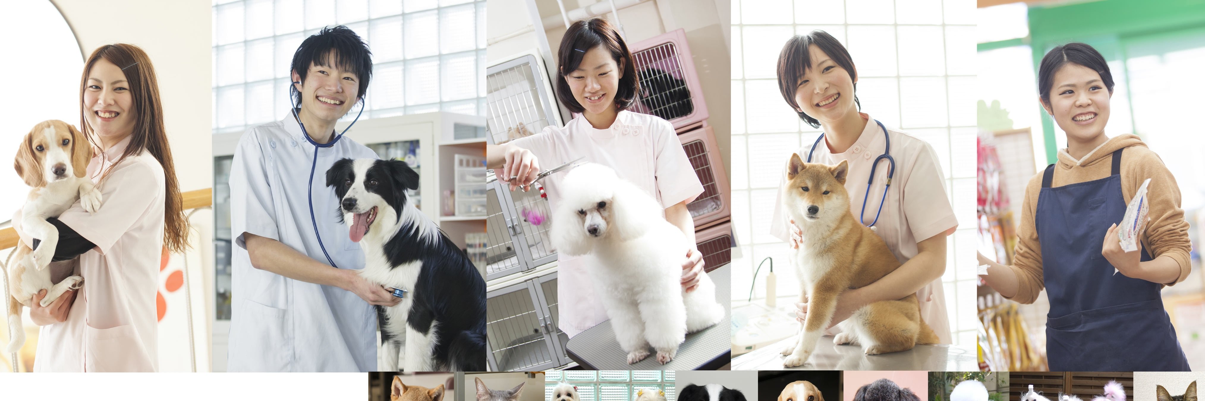 anabukidogs's profile banner image