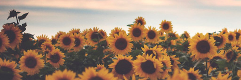 jedrlee's profile banner image