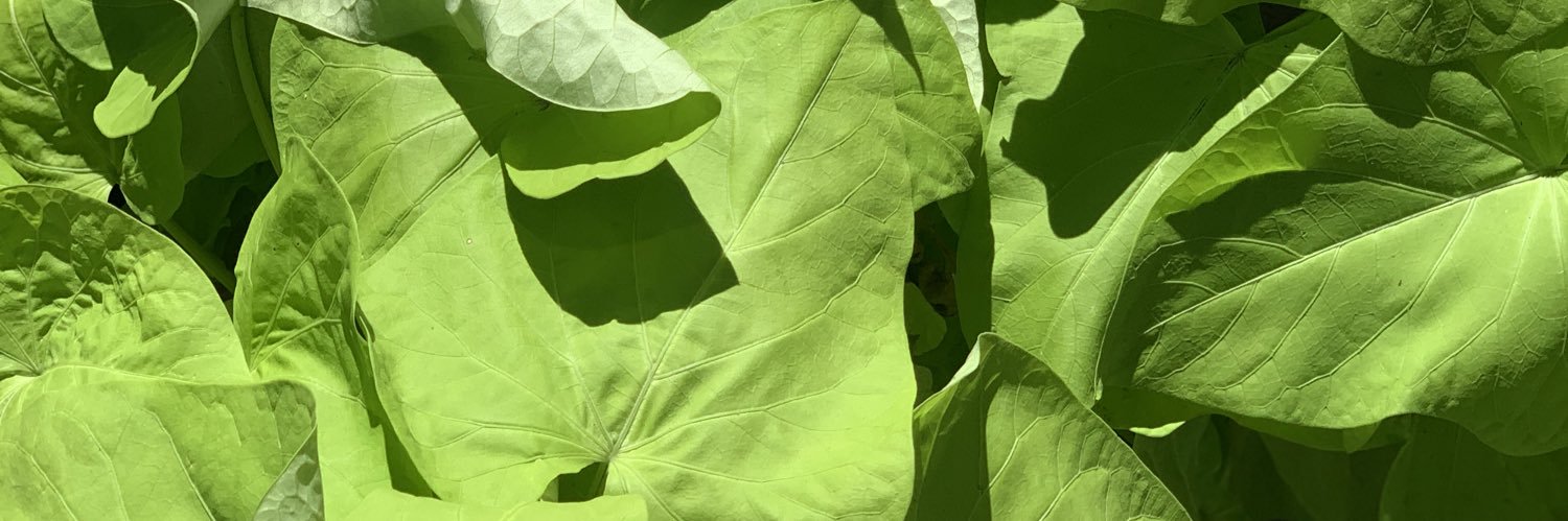 a YN can’t do shit for me banner