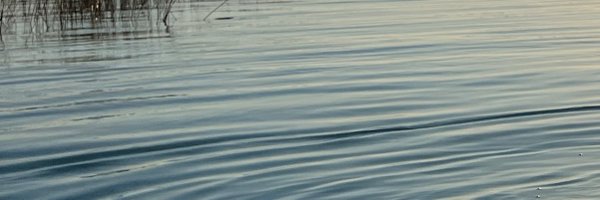 camicardonam Profile Banner