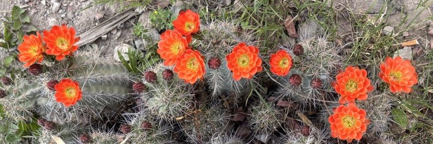 ✨ 🅶🆈🅻✨ banner