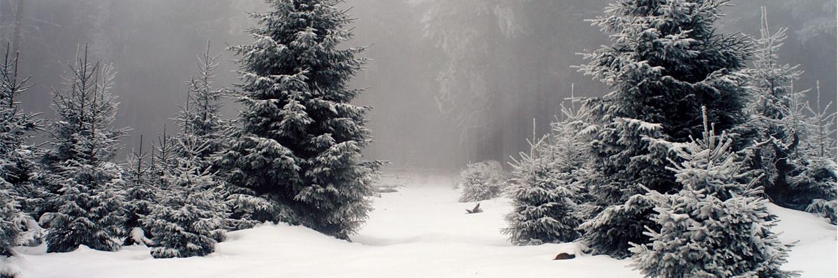 Snowlion53's profile banner image