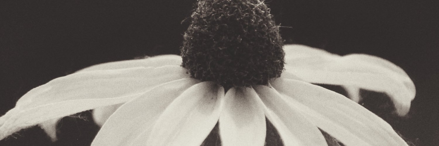 Reed_Boroughs's profile banner image