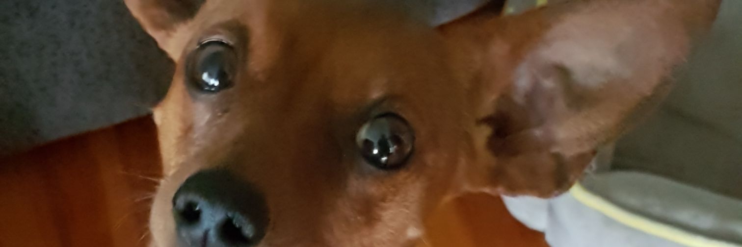 Ellesgot2know's profile banner image