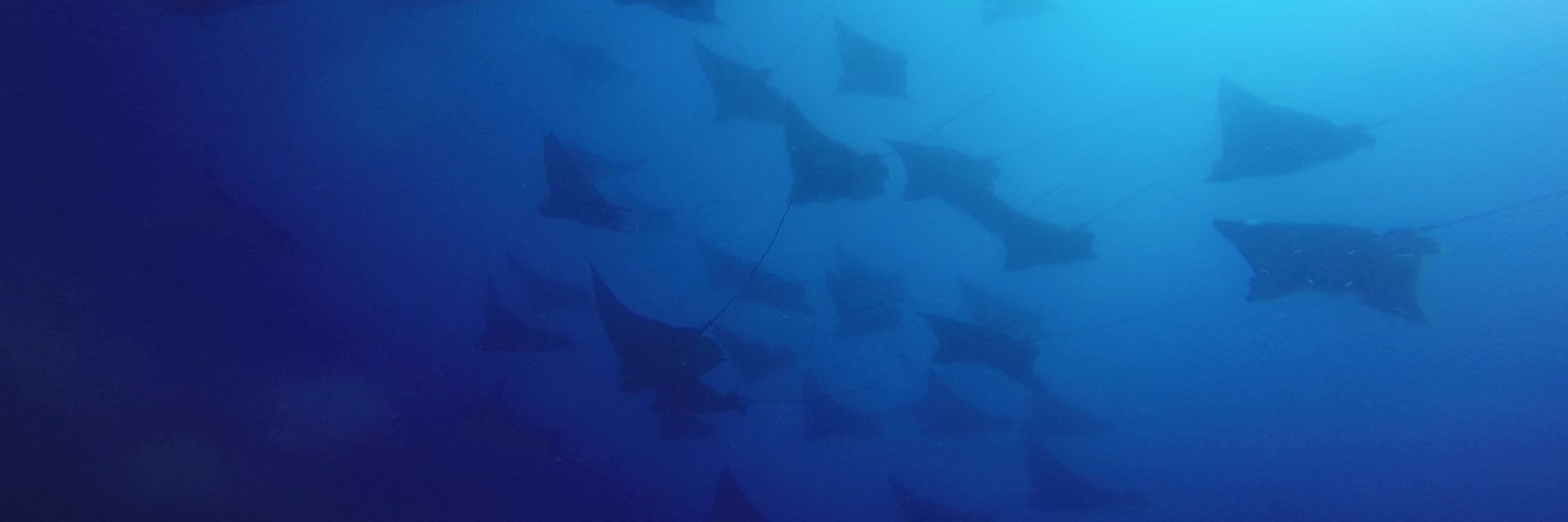 wolfrockdive's profile banner image