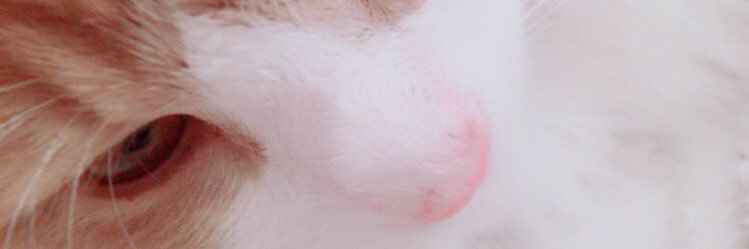 Val0x0's profile banner image