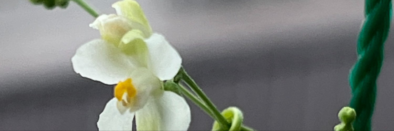 Wbashi's profile banner image