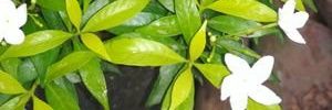 iamsnrd ⚘. banner