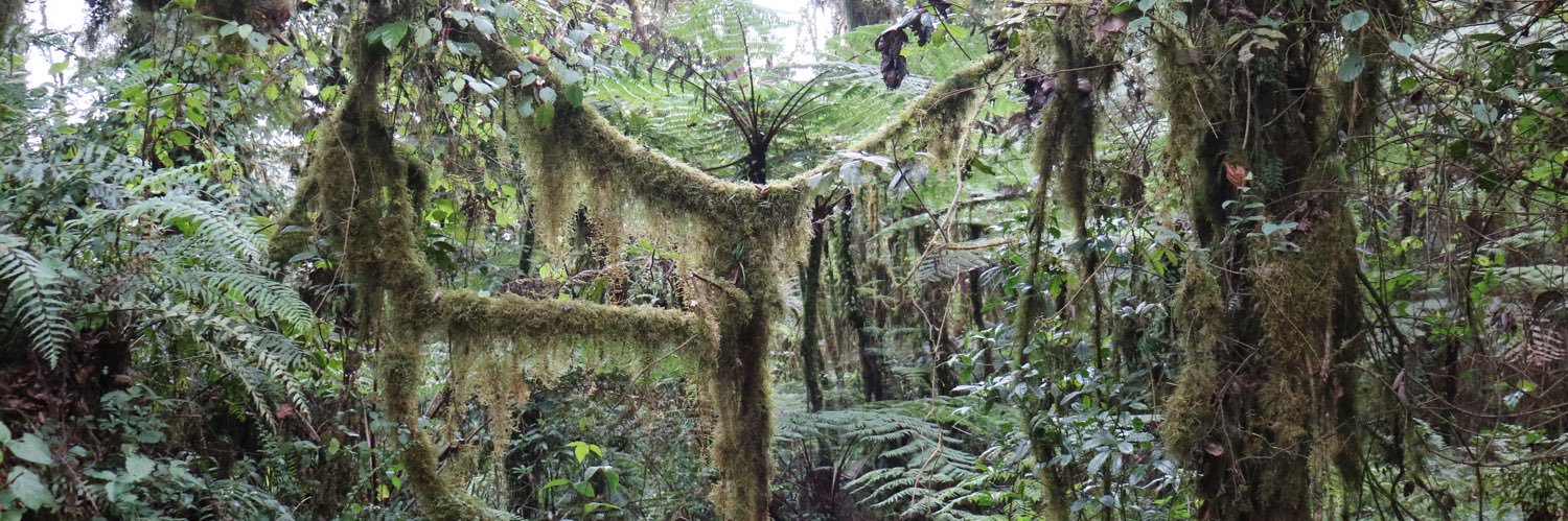 Diderik Elvsveen banner
