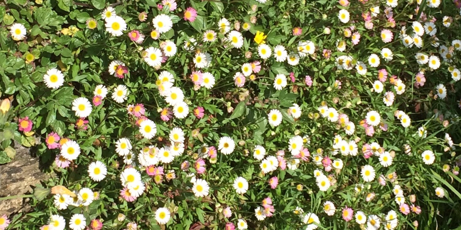 slaurasommer's profile banner image