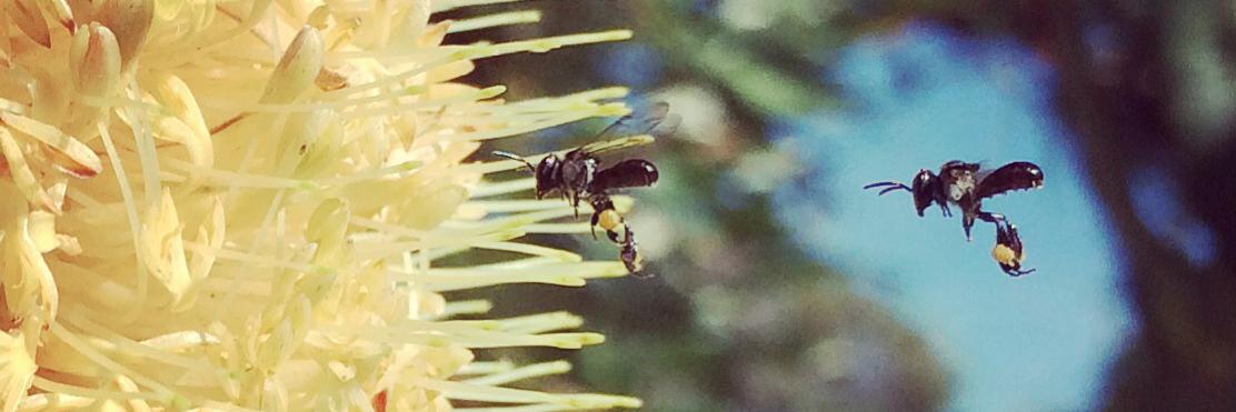 BeeAwareAus's profile banner image