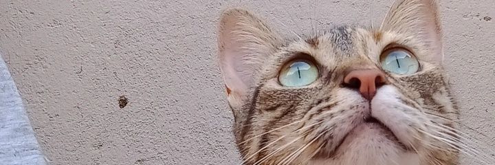 johananaidenoff's profile banner image
