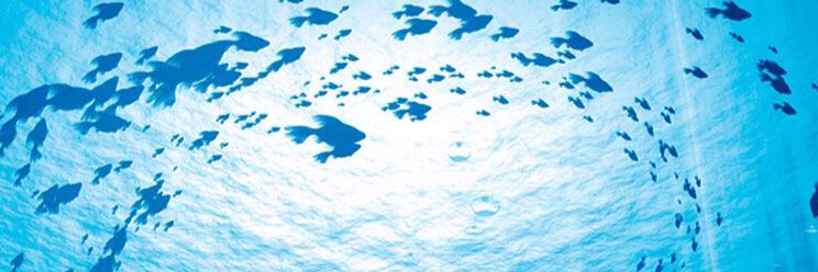 inushiro11's profile banner image
