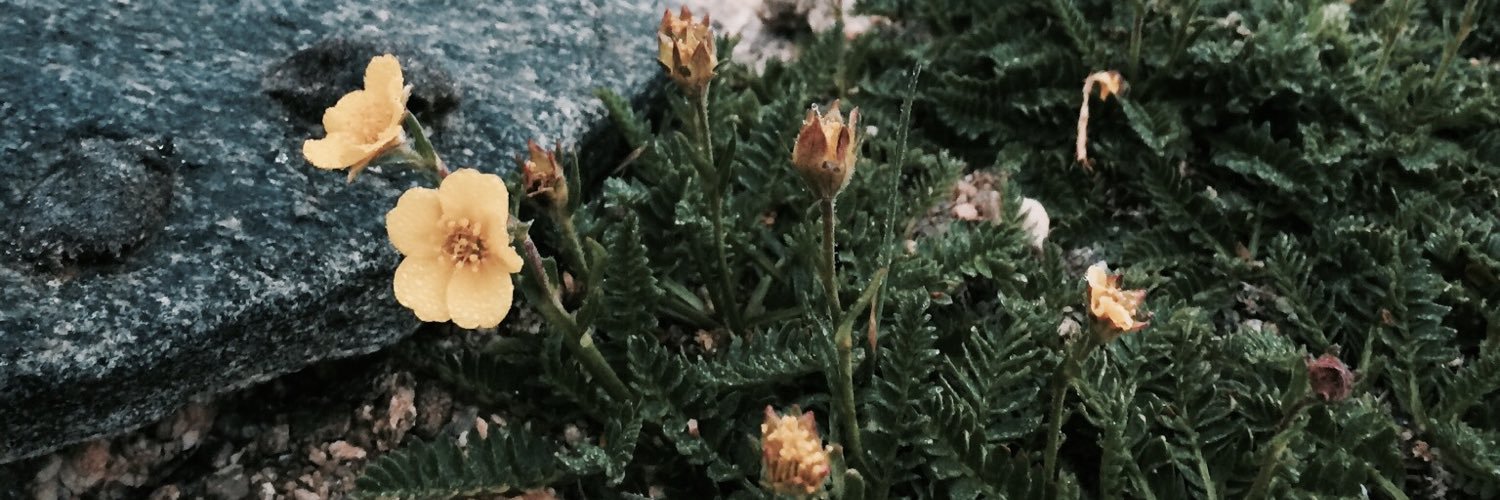 ashleighf21's profile banner image