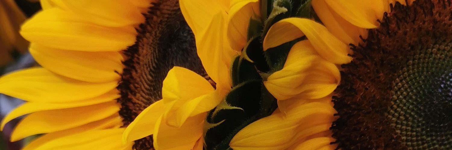 zimenena's profile banner image