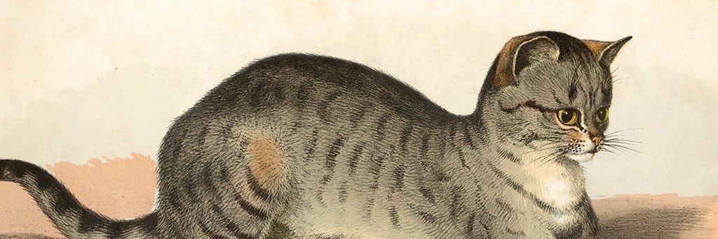 Lucy Pastier banner