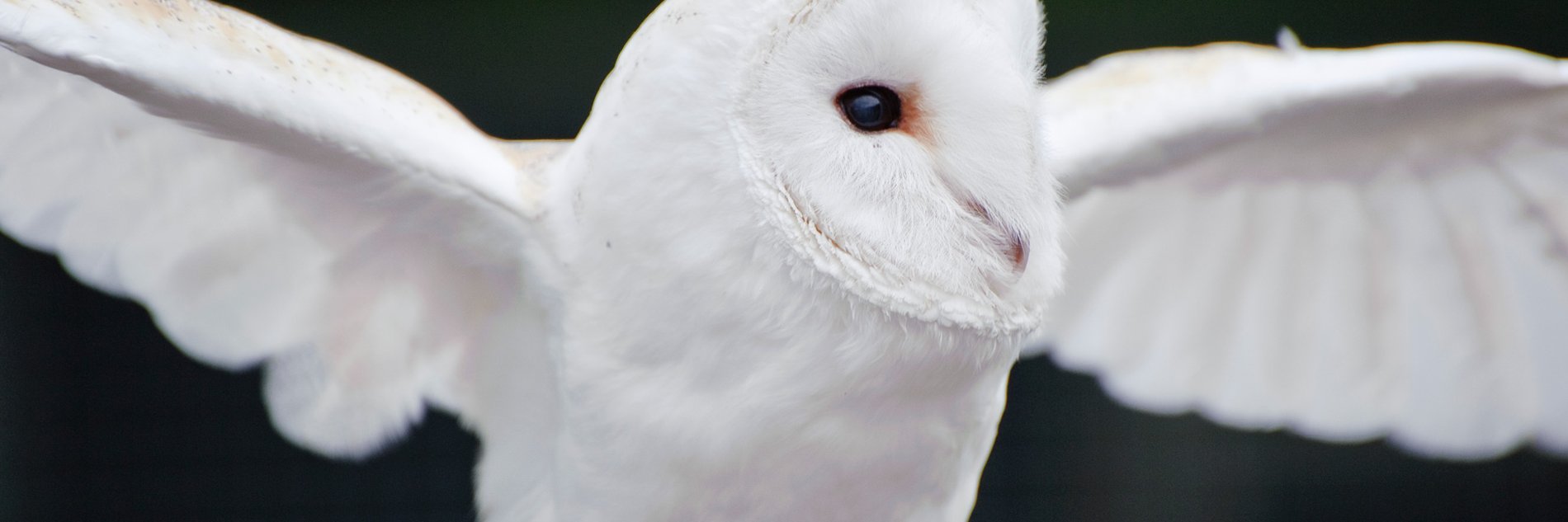 TenderServicesGroup banner