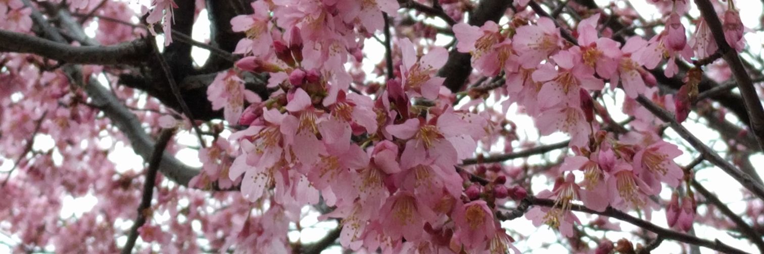 えり@写真テロリスト banner