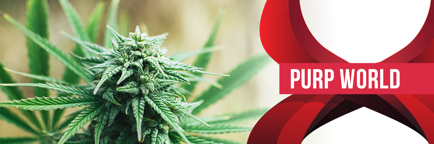 purpworld420's profile banner image