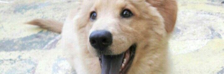 _Pedrodrigues's profile banner image