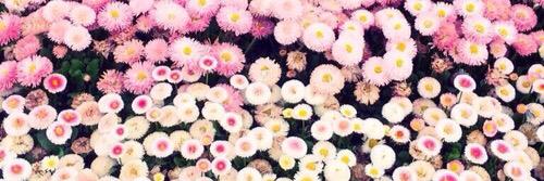 dannybcd's profile banner image
