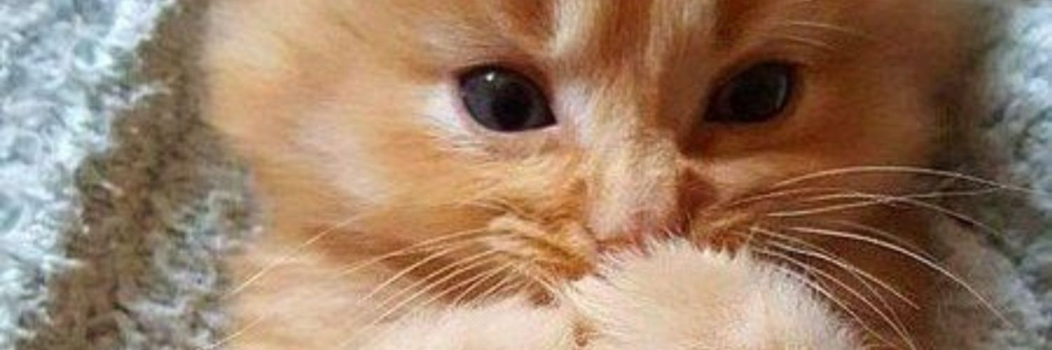 corosuke_nico's profile banner image