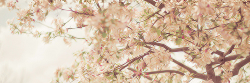 AshleyRpgfc's profile banner image