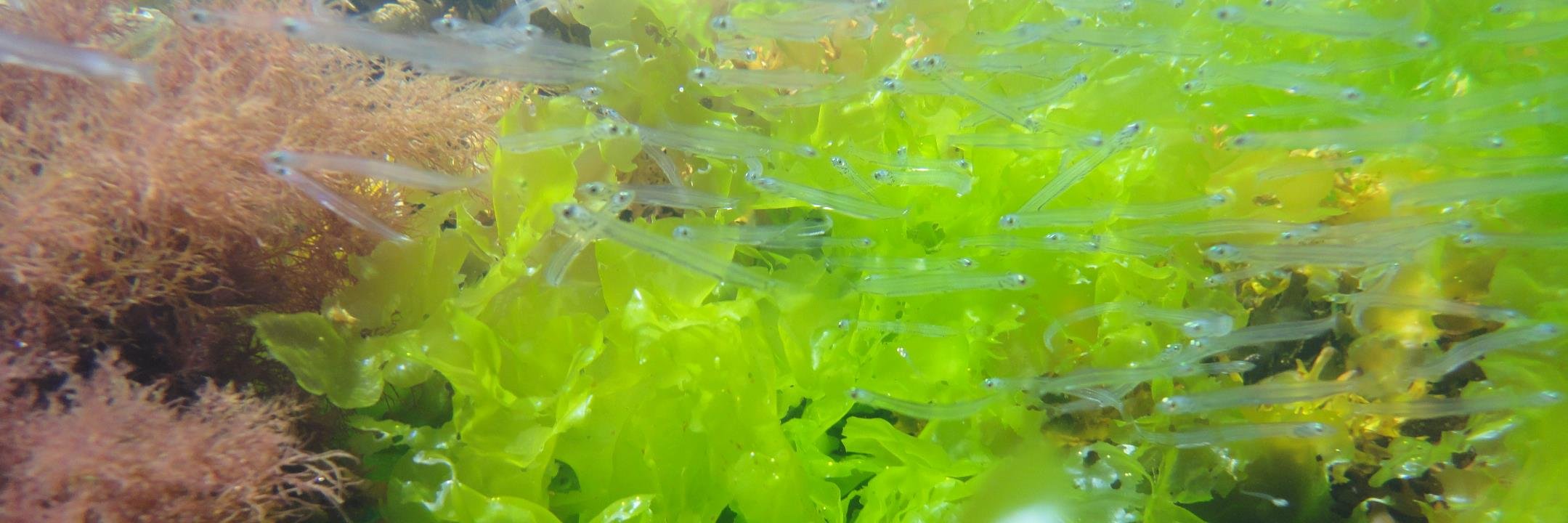 Heather Buttivant banner