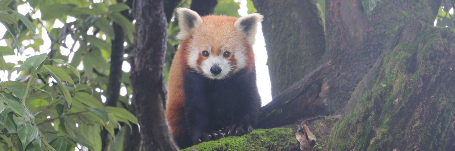 RedPandaWild's profile banner image