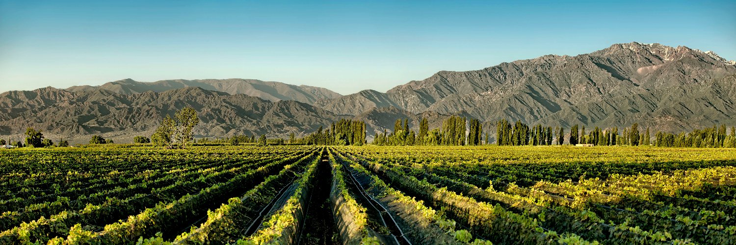 BodegaArgento's profile banner image
