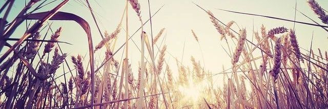 Mjzepedaa's profile banner image