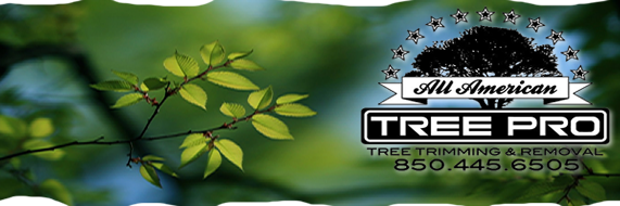 AmericanTreePro's profile banner image