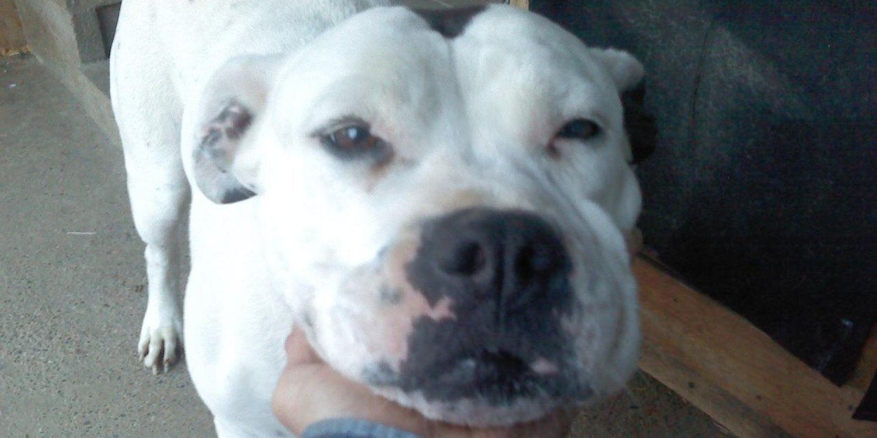 Kris Anderson👑 banner