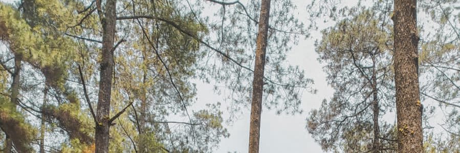 steufny's profile banner image