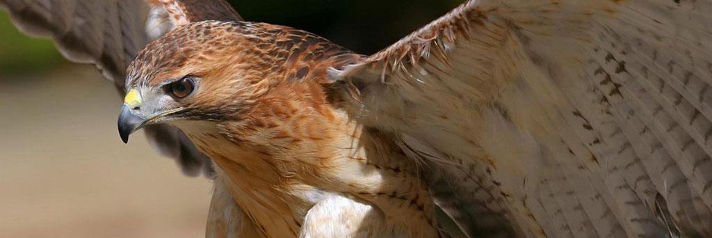 PanchoRedFalcon's profile banner image