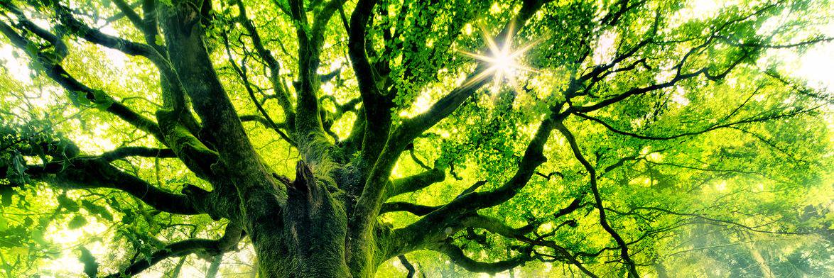 GivTree.com banner