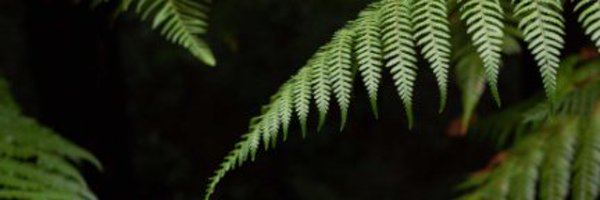 LuxonNotMyGovt Profile Banner