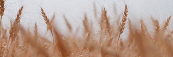 SaskWheat Profile Banner