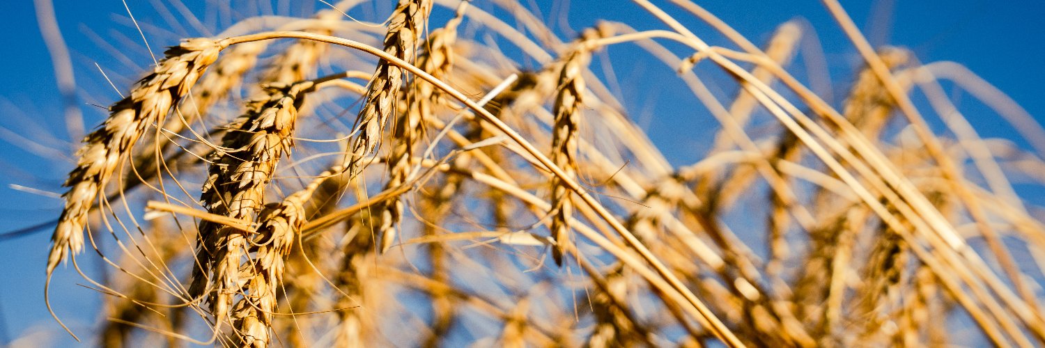 Sask Wheat banner