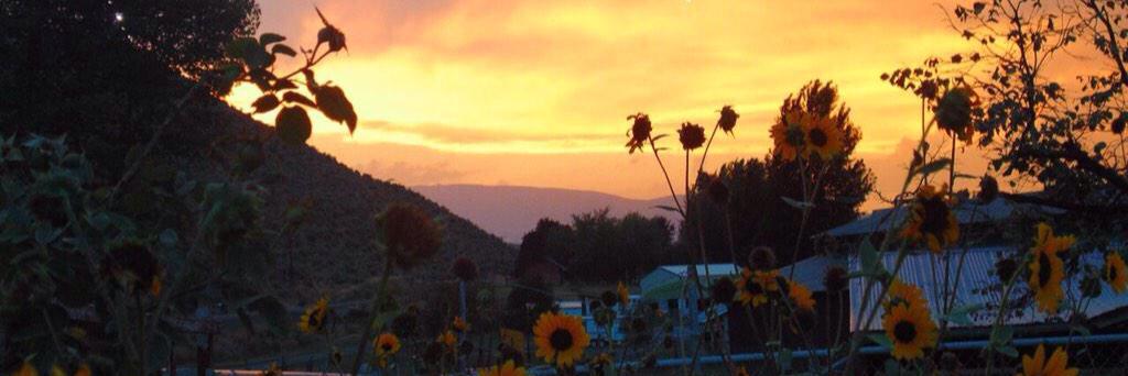 madiwickham's profile banner image
